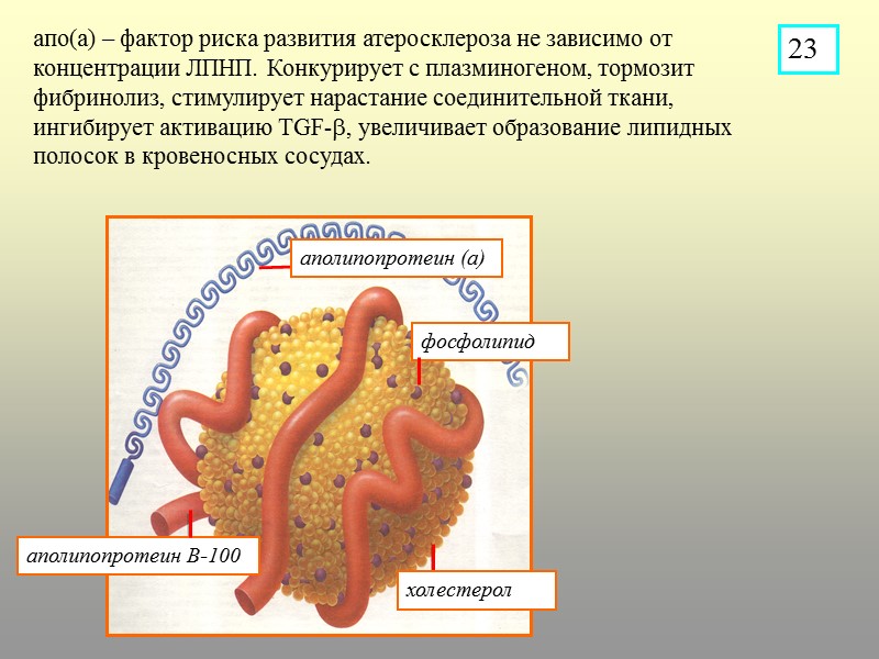 аполипопротеин В-100 фосфолипид холестерол аполипопротеин (а) апо(а) – фактор риска развития атеросклероза не зависимо